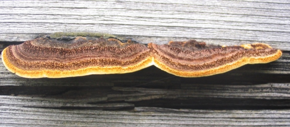 Champignon lignivore Lenzite des poutres (Gloeophyllum sepiarium) sur une pièce de bois.