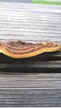 Champignon lignivore Lenzite des poutres (Gloeophyllum sepiarium) sur une pièce de bois.
