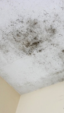 Présence de moisissures sur le plafond d'un bâtiment
