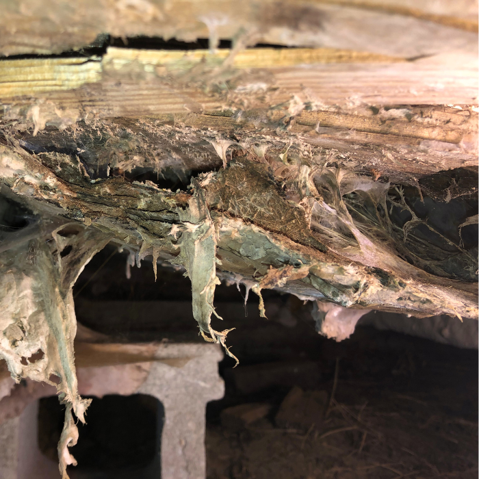Couche de mycélium sous le plafond en bois d'un vide sanitaire. 
