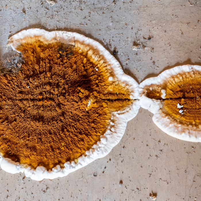Deux sporophores de mérule pleureuse disposés côte à côte sur une surface en bois. 